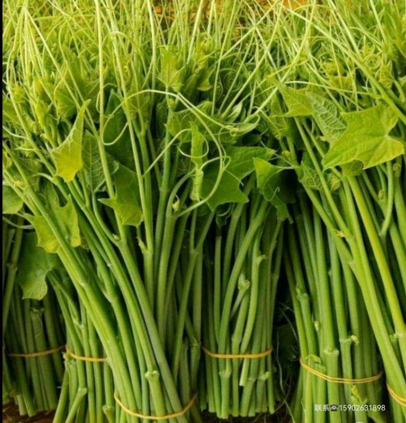 龙须菜（佛手瓜尖）