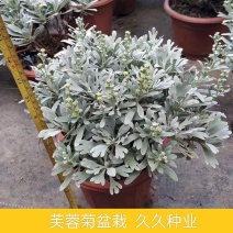 芙蓉菊花中草药绿植盆栽盆景阳台四季养耐寒清热食用雪艾白艾