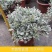 芙蓉菊花中草药绿植盆栽盆景阳台四季养耐寒清热食用雪艾白艾