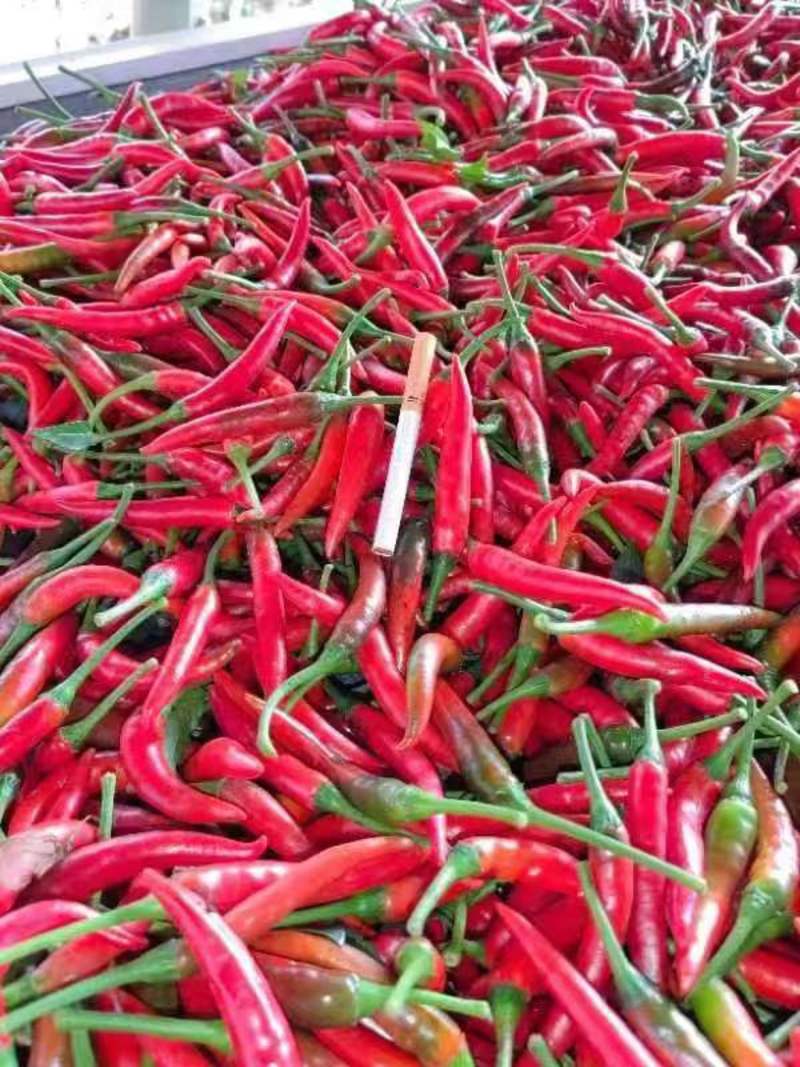 朝天椒，指天椒，红辣椒小米辣，大量供应基地直发货。