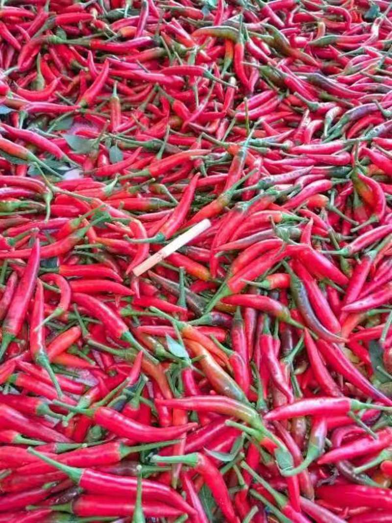 朝天椒，指天椒，红辣椒小米辣，大量供应基地直发货。