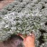 芙蓉菊花中草药绿植盆栽盆景阳台四季养耐寒清热食用雪艾白艾
