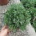 芙蓉菊花中草药绿植盆栽盆景阳台四季养耐寒清热食用雪艾白艾