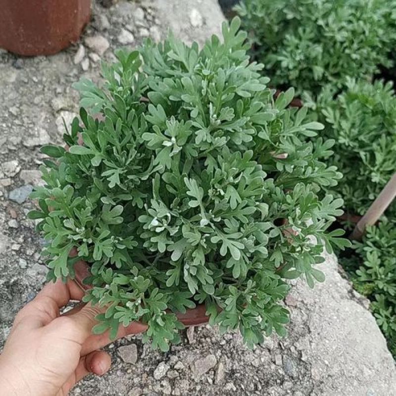 芙蓉菊花中草药绿植盆栽盆景阳台四季养耐寒清热食用雪艾白艾