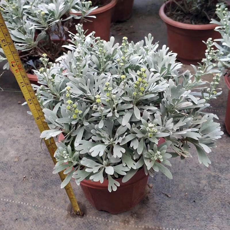 芙蓉菊花中草药绿植盆栽盆景阳台四季养耐寒清热食用雪艾白艾