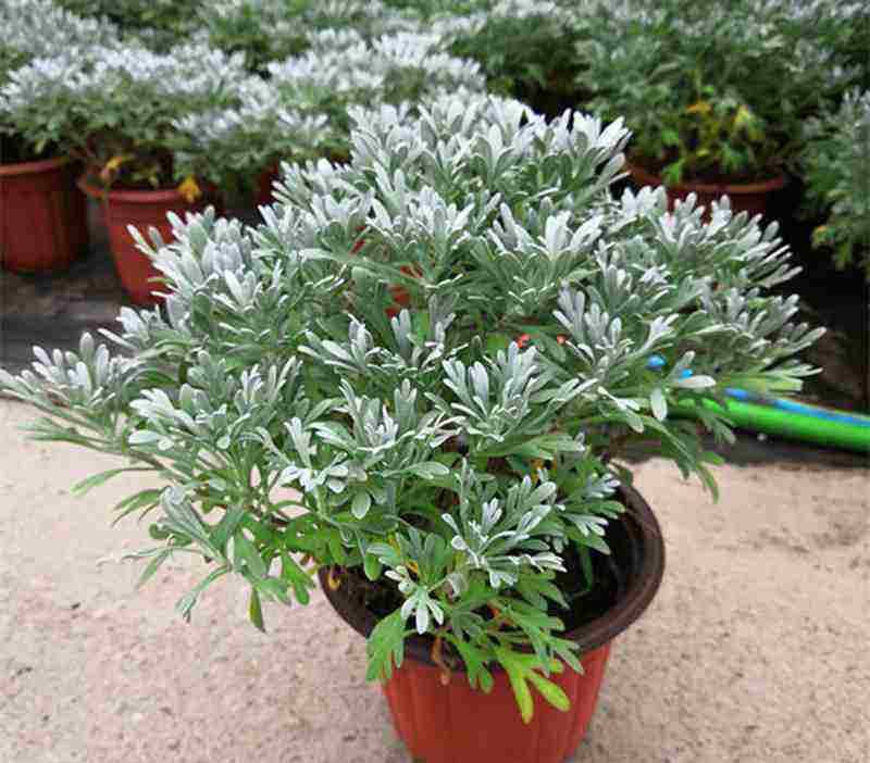 芙蓉菊花中草药绿植盆栽盆景阳台四季养耐寒清热食用雪艾白艾