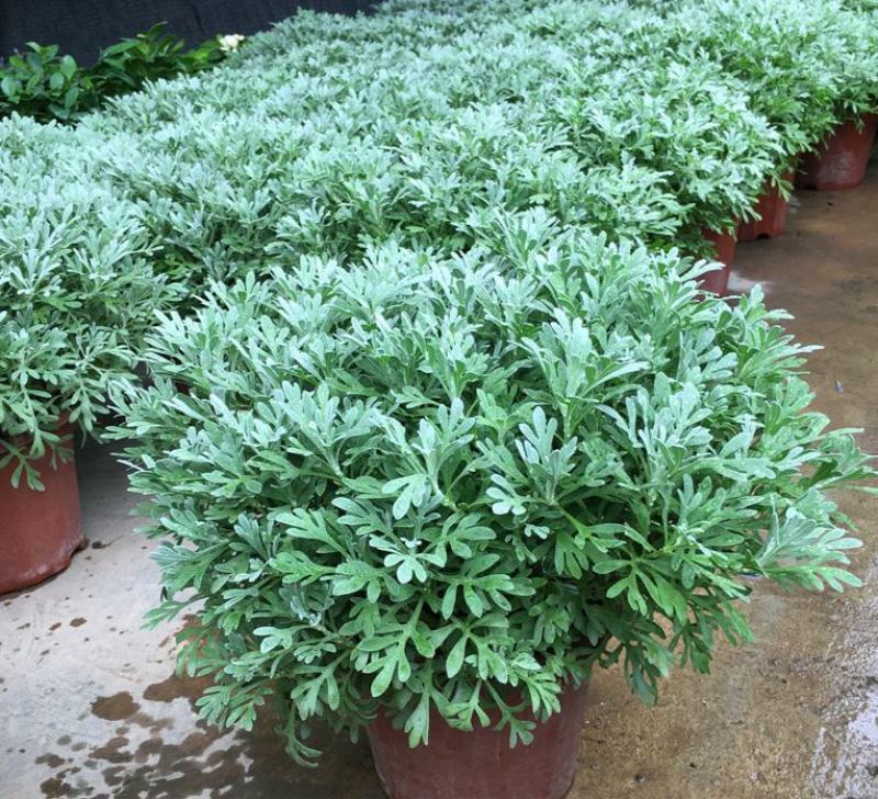 芙蓉菊花中草药绿植盆栽盆景阳台四季养耐寒清热食用雪艾白艾