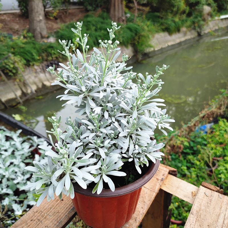 芙蓉菊花中草药绿植盆栽盆景阳台四季养耐寒清热食用雪艾白艾