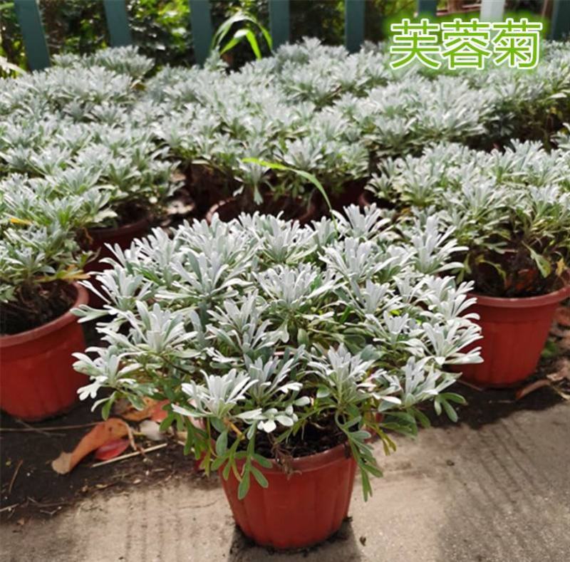 芙蓉菊花中草药绿植盆栽盆景阳台四季养耐寒清热食用雪艾白艾
