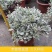 芙蓉菊花中草药绿植盆栽盆景阳台四季养耐寒清热食用雪艾白艾
