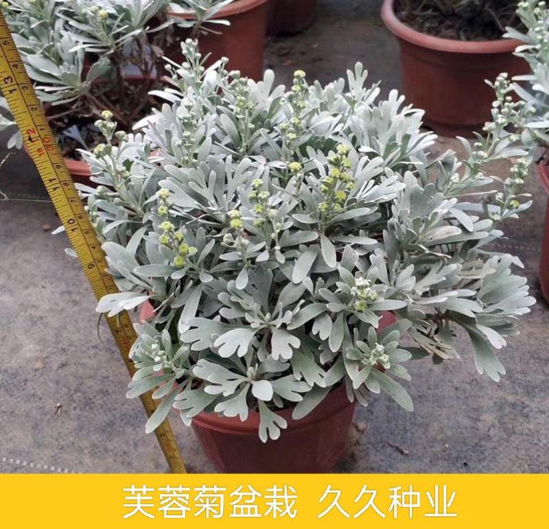 芙蓉菊花中草药绿植盆栽盆景阳台四季养耐寒清热食用雪艾白艾
