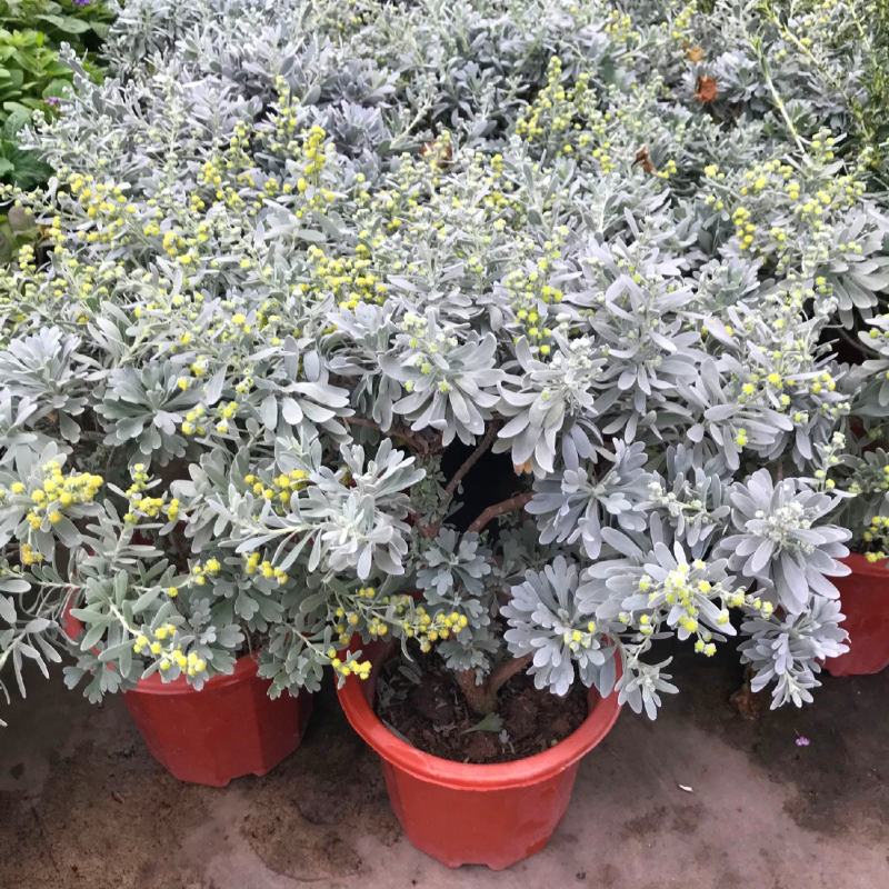 芙蓉菊花中草药绿植盆栽盆景阳台四季养耐寒清热食用雪艾白艾