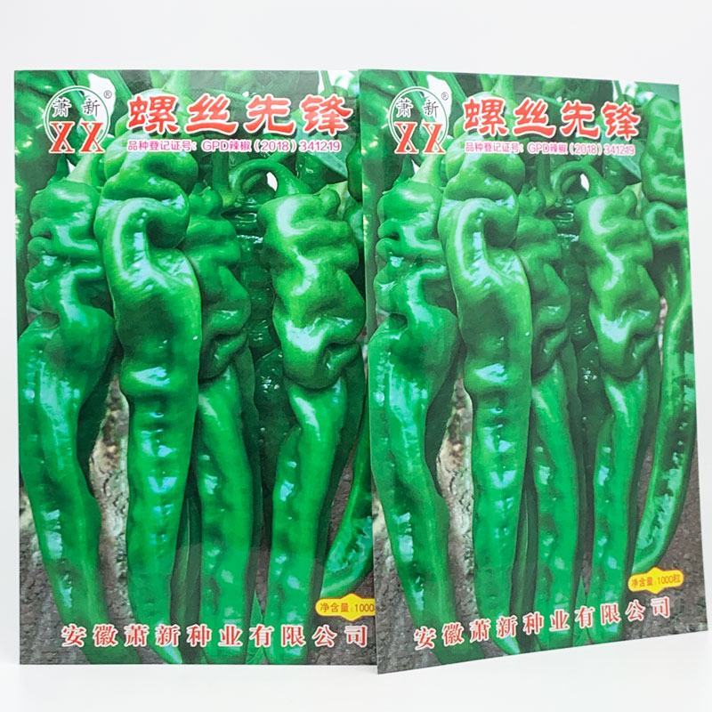 萧新螺丝先锋螺丝椒种子早熟大果辣味香浓螺丝椒种1000粒
