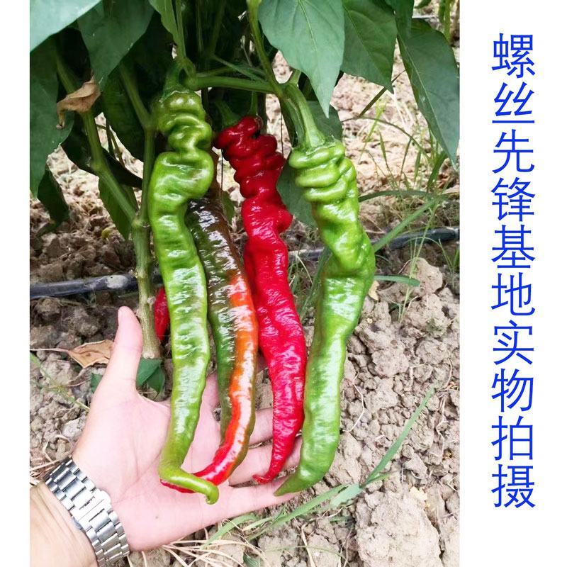 萧新螺丝先锋螺丝椒种子早熟大果辣味香浓螺丝椒种1000粒