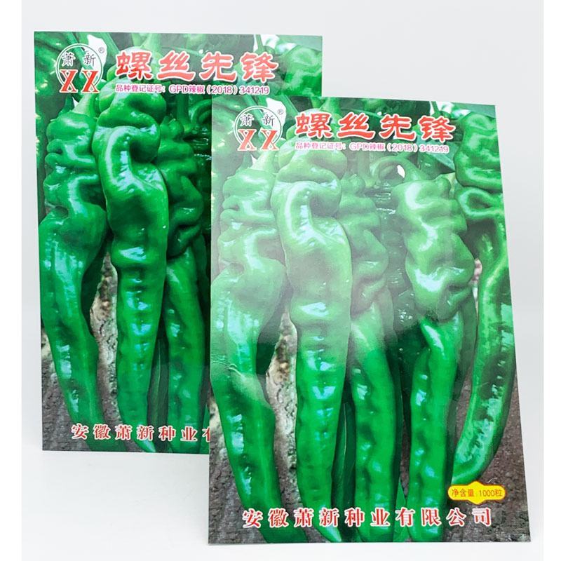 萧新螺丝先锋螺丝椒种子早熟大果辣味香浓螺丝椒种1000粒