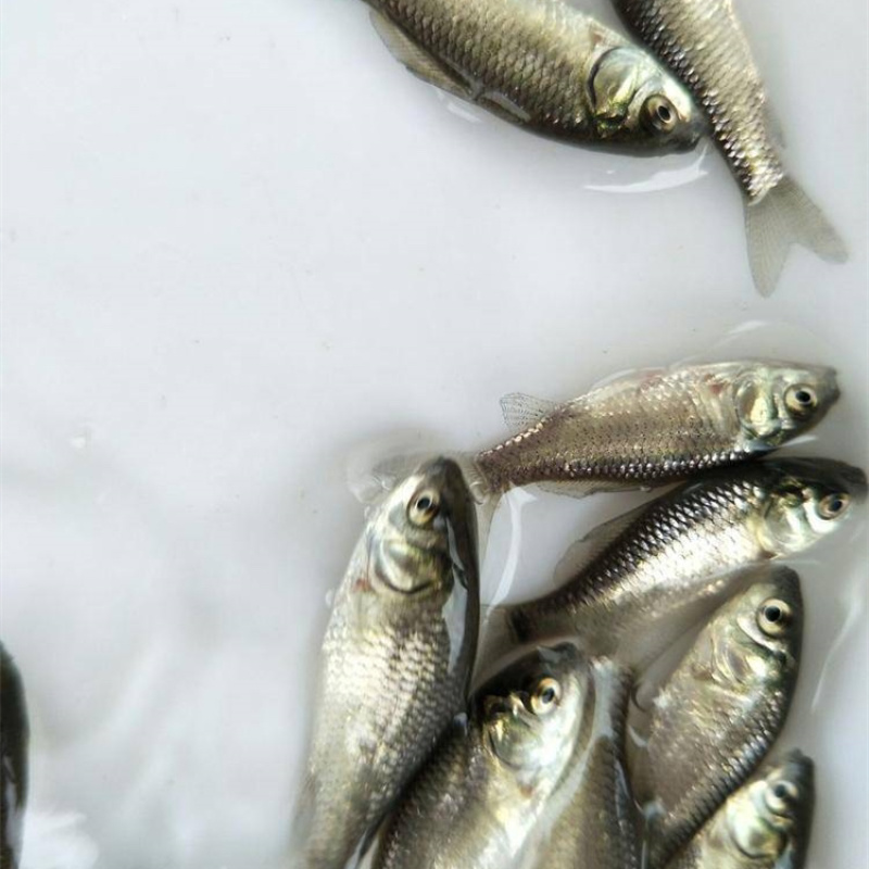 优质鲫鱼苗中科5号鲫鱼苗淡水湘云鲫彭泽鲫鱼高背鲫鱼广州