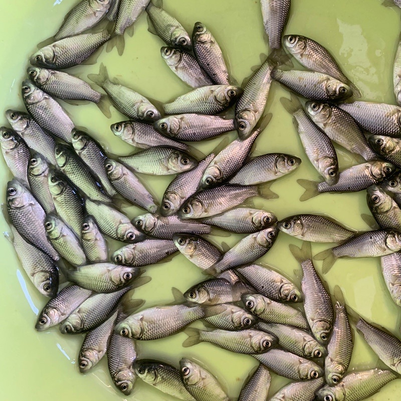 优质鲫鱼苗中科5号鲫鱼苗淡水湘云鲫彭泽鲫鱼高背鲫鱼广州