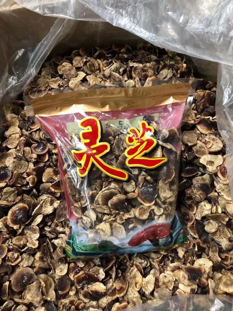 长白山金边小灵芝