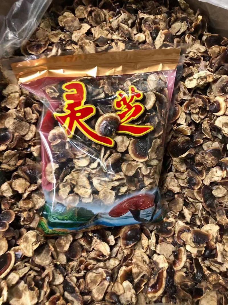 长白山金边小灵芝