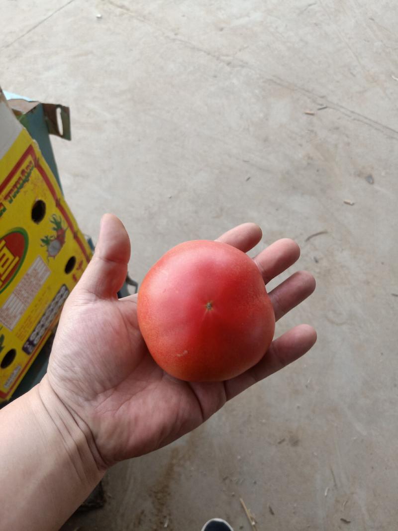 【畅销产品】大红西红柿沙瓤大量上市有意者老板速联系！