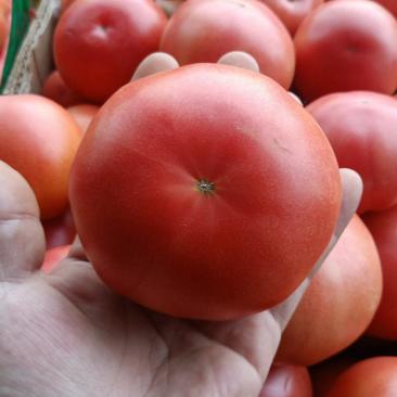 【畅销产品】大红西红柿沙瓤大量上市有意者老板速联系！