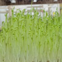 天然有机豌豆苗，不添加任何化肥农药。自来水生长
