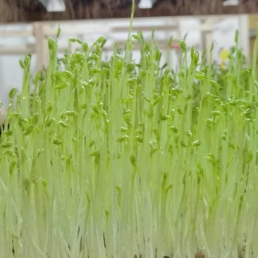 天然有机豌豆苗，不添加任何化肥农药。自来水生长