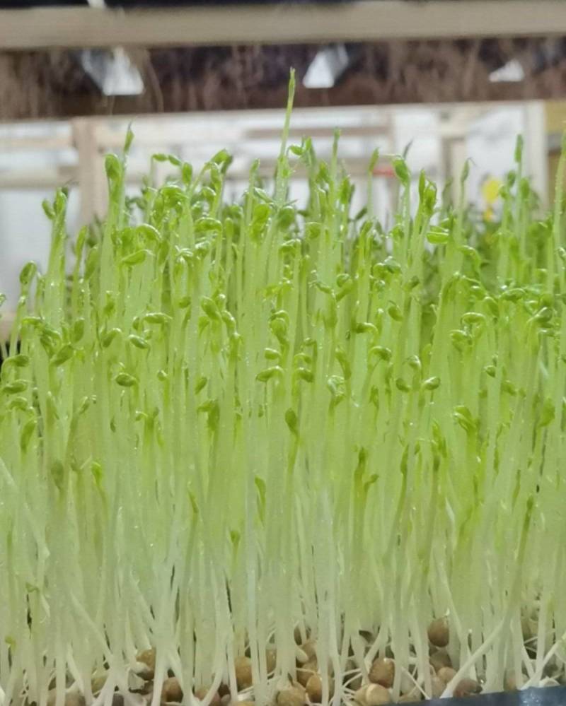 天然有机豌豆苗，不添加任何化肥农药。自来水生长