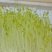 天然有机豌豆苗，不添加任何化肥农药。自来水生长