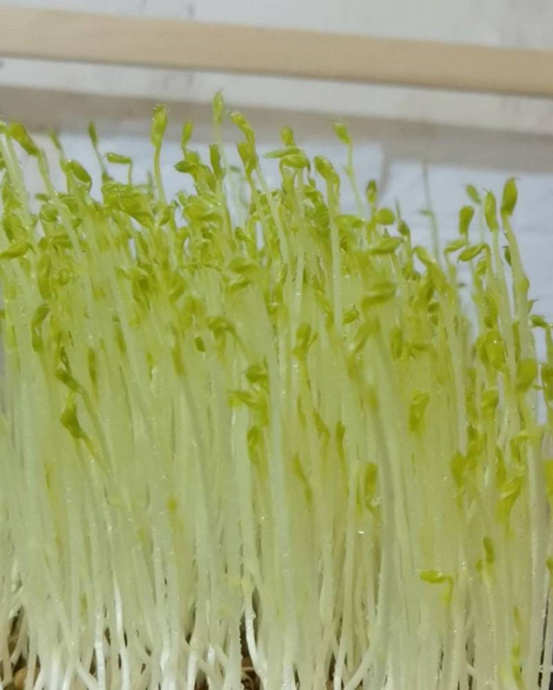 天然有机豌豆苗，不添加任何化肥农药。自来水生长