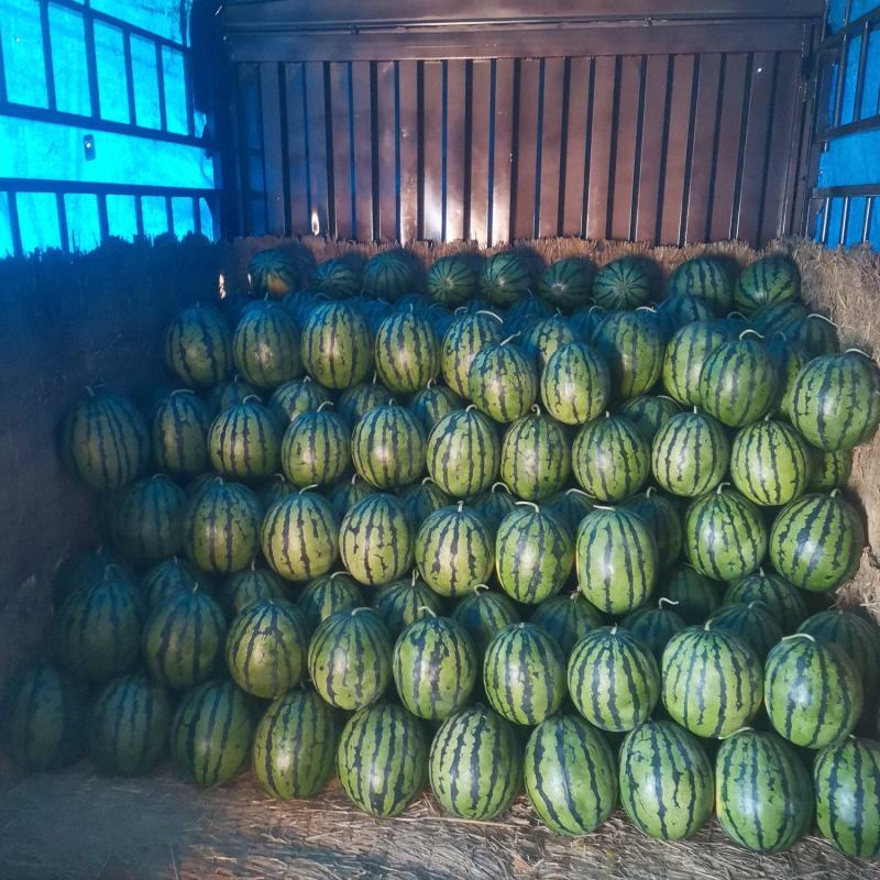 盖县甜王锦王大量上市，发货中