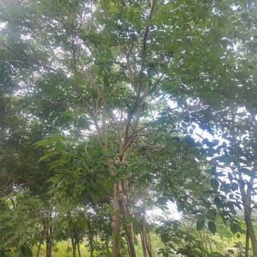 紫花风铃木紫花风铃木各种苗木风景树。