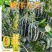 山东博洋九甜瓜产地直供对接电商商超批发市场全国代发