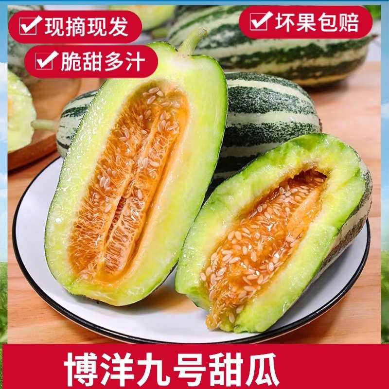 山东博洋九甜瓜产地直供对接电商商超批发市场全国代发
