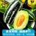 山东博洋九甜瓜产地直供对接电商商超批发市场全国代发