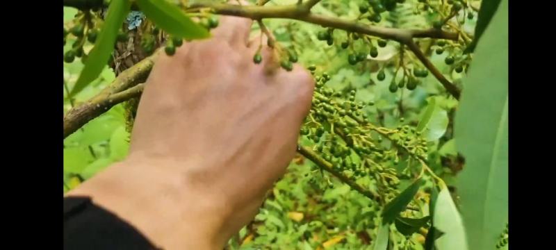 木姜子，茶叶（普洱茶）