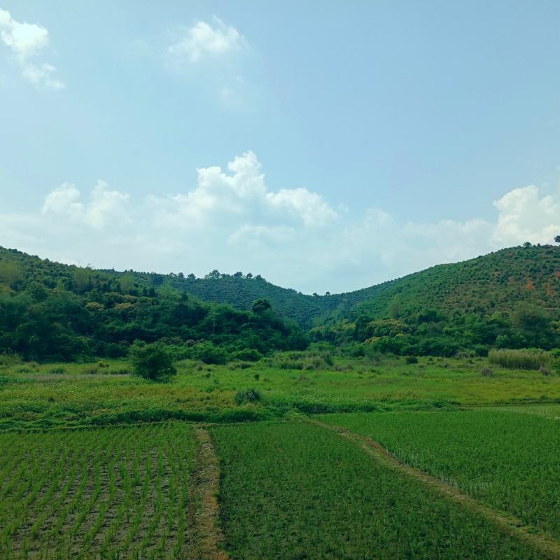 【转让】50亩广西梧州藤县西江边生态农场（含江心岛）