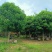 【转让】50亩广西梧州藤县西江边生态农场（含江心岛）