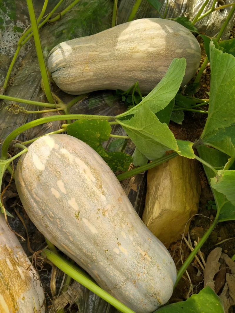 《热卖》蜜本南瓜🎃产地直销批发，价格优惠