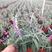 墨西哥鼠尾草盆栽带花耐热芳香花卉宿根庭院阳台好养易活盆栽
