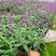 墨西哥鼠尾草盆栽带花耐热芳香花卉宿根庭院阳台好养易活盆栽