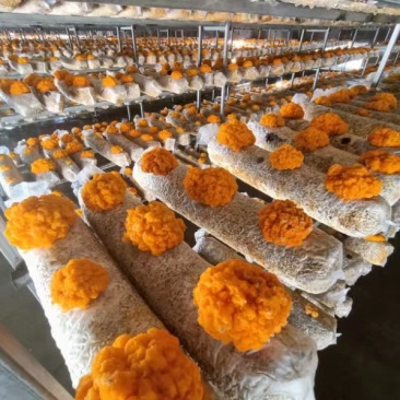 金耳菌种菌包西峡县科达菌业有限公司