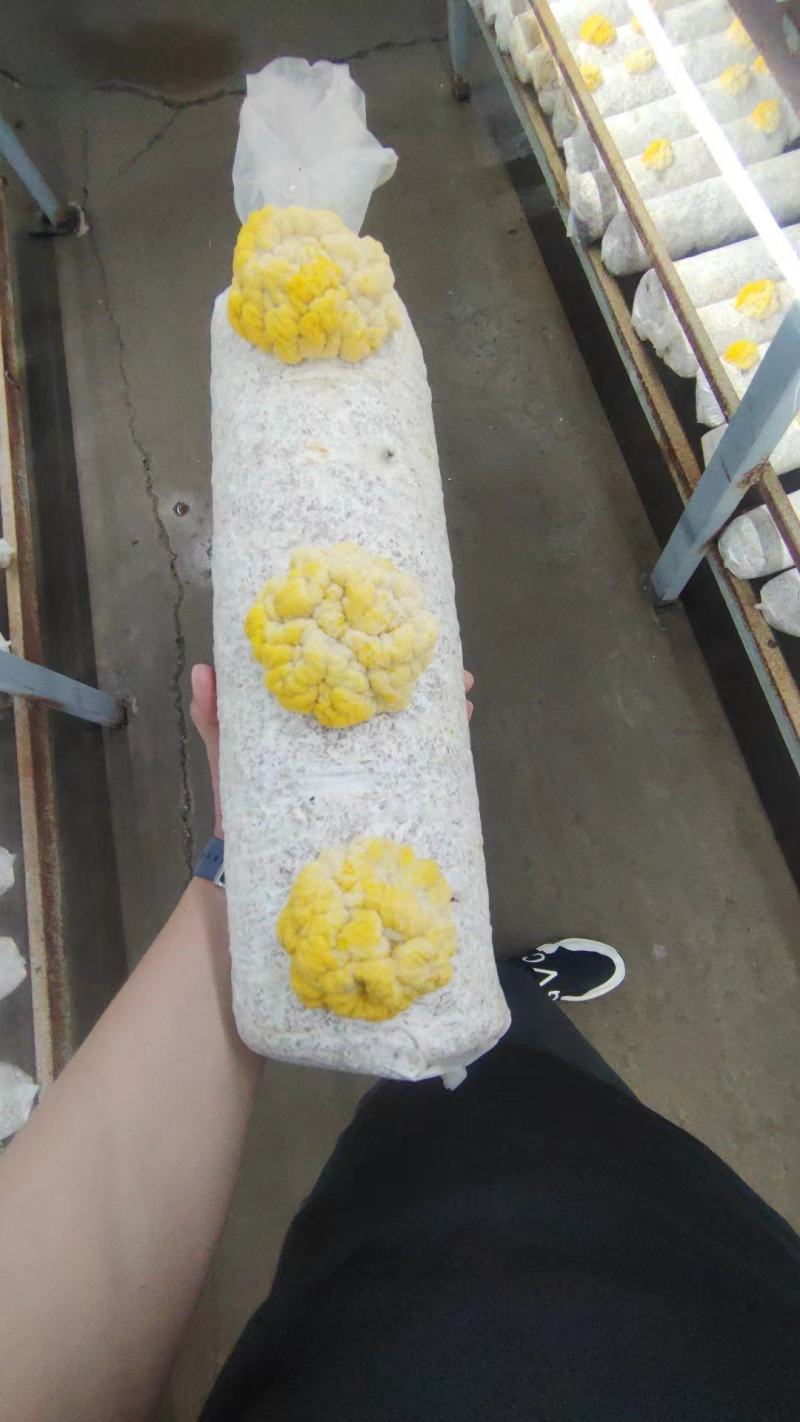 金耳菌种菌包西峡县科达菌业有限公司