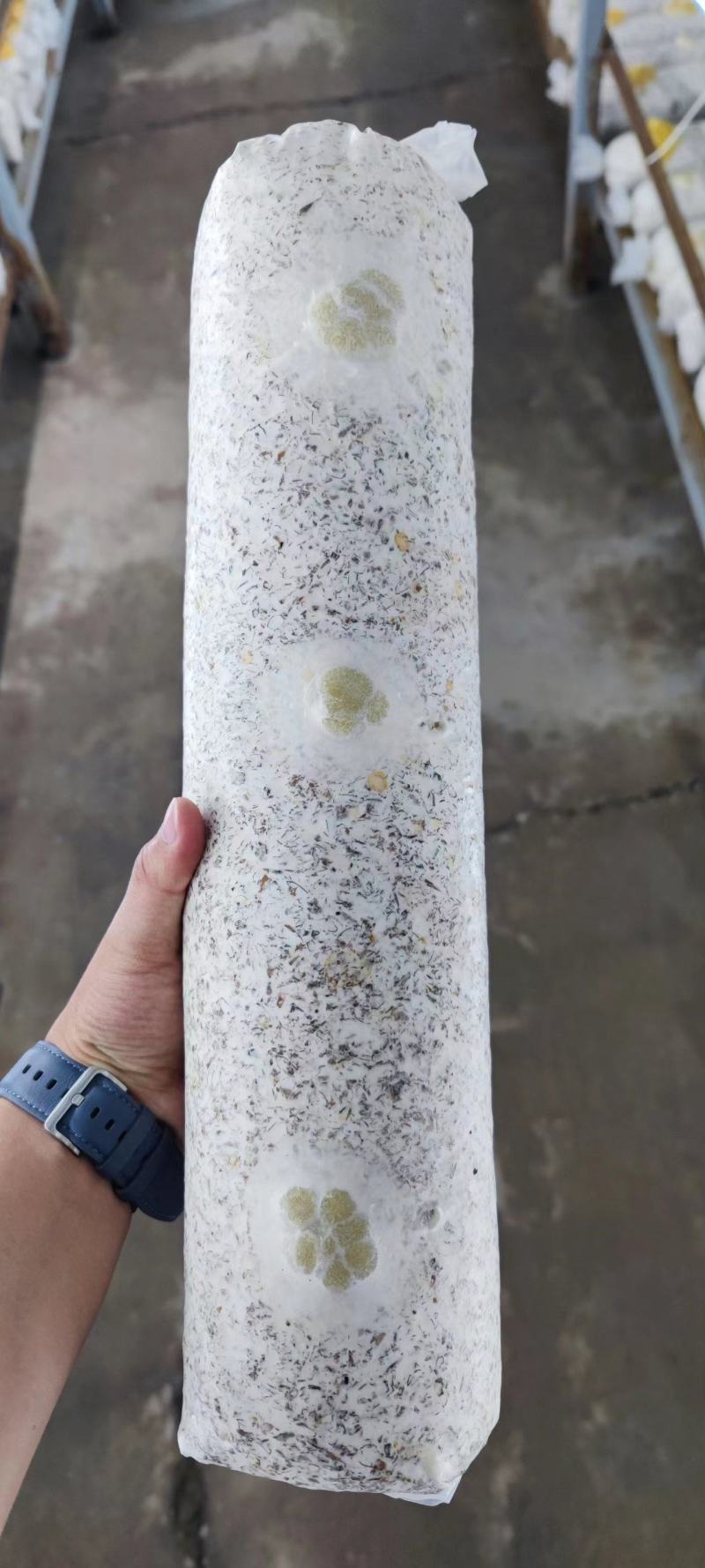 金耳菌种菌包西峡县科达菌业有限公司