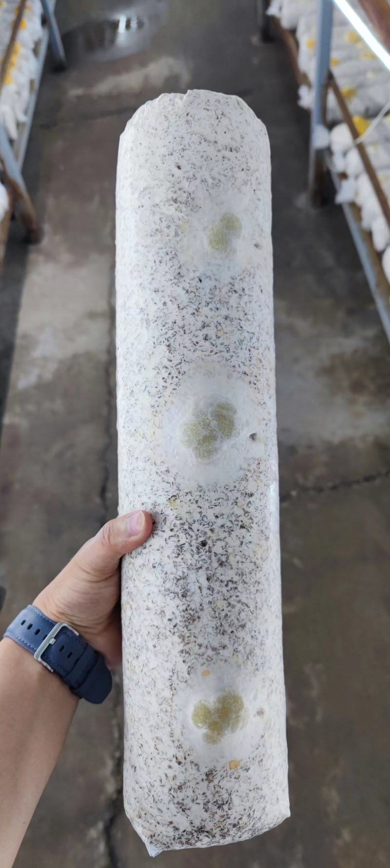金耳菌种菌包西峡县科达菌业有限公司