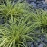 金丝苔草日本山野草透艺盆景小盆栽桌面办公室内阳台绿植盆栽