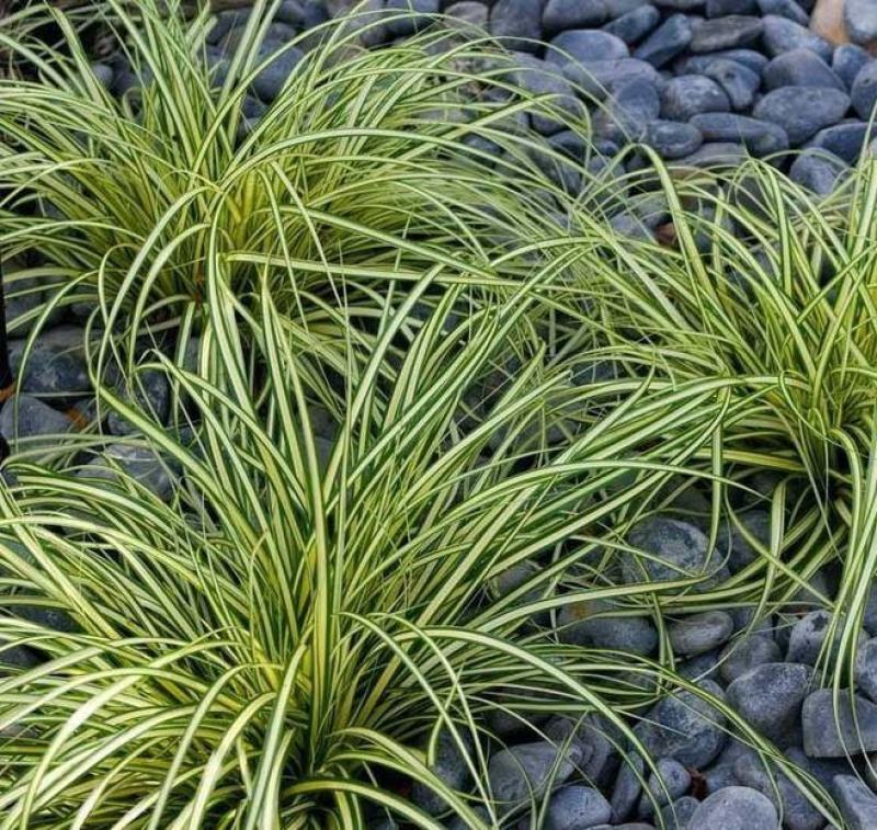 金丝苔草日本山野草透艺盆景小盆栽桌面办公室内阳台绿植盆栽
