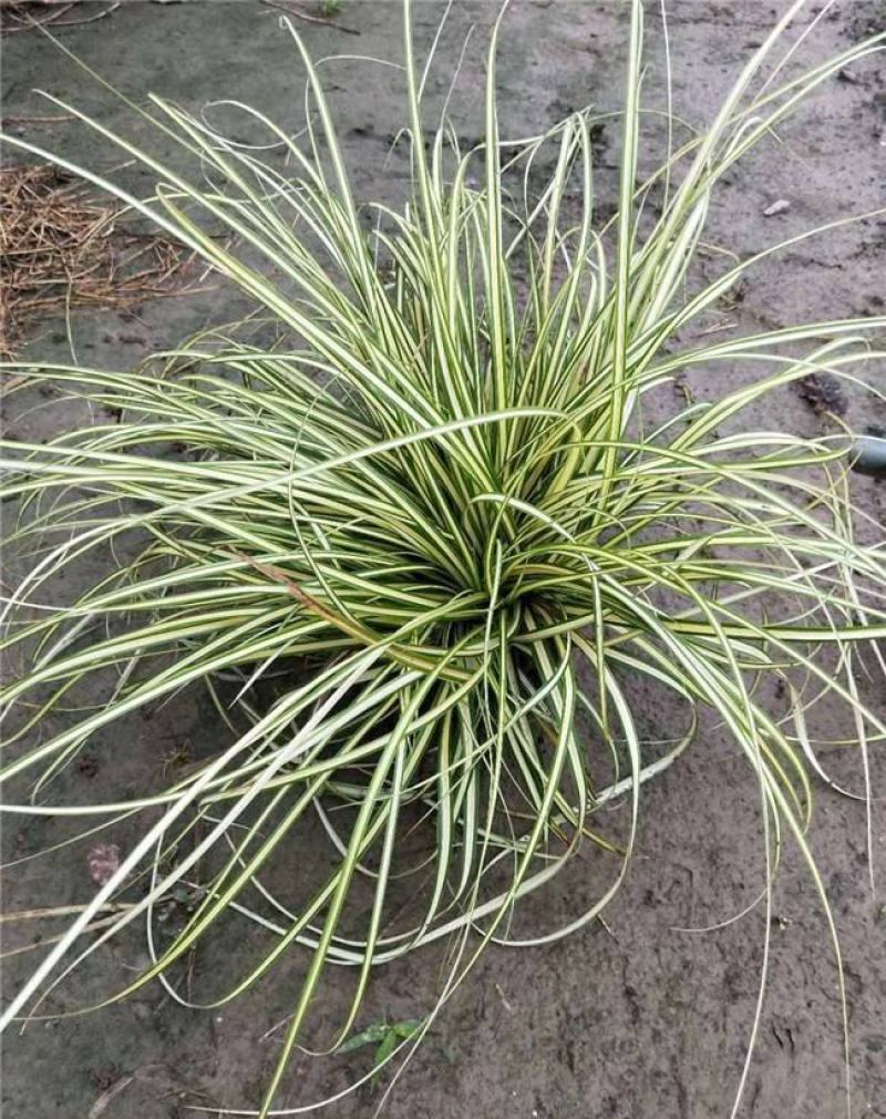 金丝苔草日本山野草透艺盆景小盆栽桌面办公室内阳台绿植盆栽