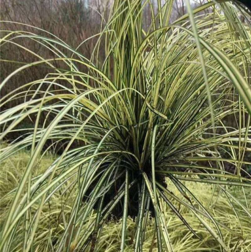 金丝苔草日本山野草透艺盆景小盆栽桌面办公室内阳台绿植盆栽