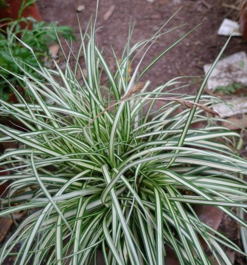 金丝苔草日本山野草透艺盆景小盆栽桌面办公室内阳台绿植盆栽